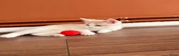 Mixed Breed cats for sale: “Caramel” Ginger and white little Girl in Norwich - Advert 6