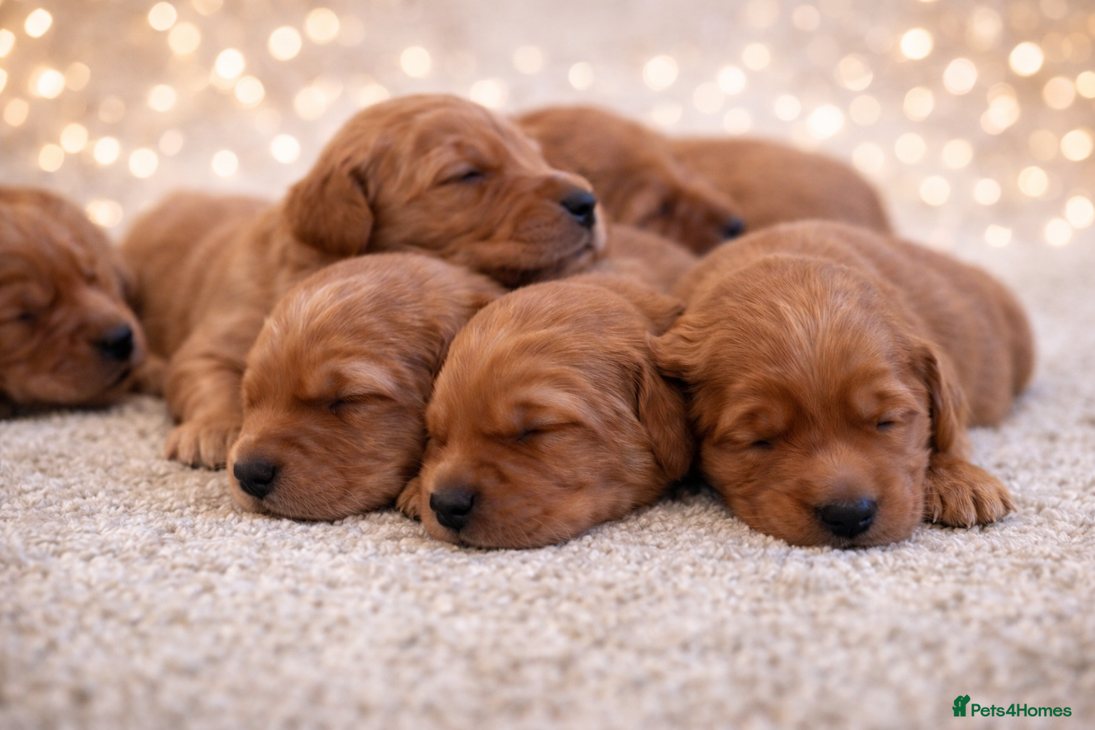 Golden Retriever dogs Exceptional KC Working golden retriever puppies  - Advert 1