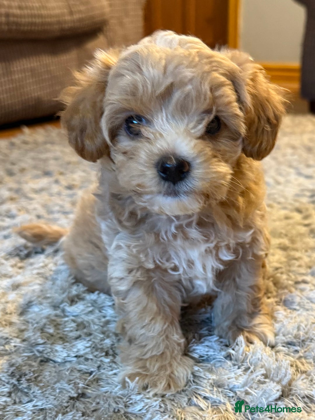 Maltipoo dogs for sale: Real life teddy bears f1 Maltipoo 3 left!🐾🐶❤️💥 - Image 38