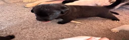Mixed Breed dogs for sale: Lab+Akita adorable pups in Stansted - Advert 4