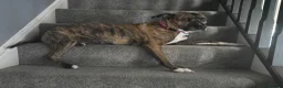 Mixed Breed dogs for sale: My beautiful staffy/boxer - Advert 5