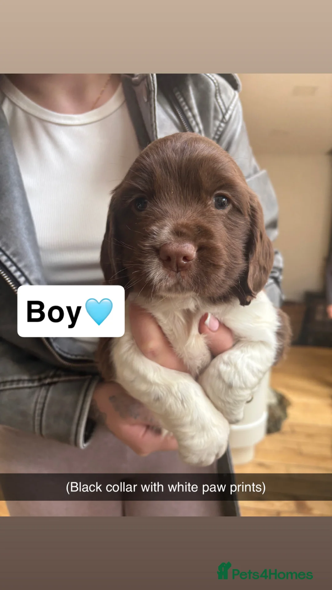 English Springer Spaniel dogs for sale: Traditional English Springer Spaniel pups in Brierley Hill - Advert 2