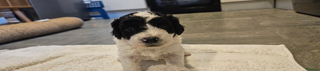 Cavapoo Puppy 2