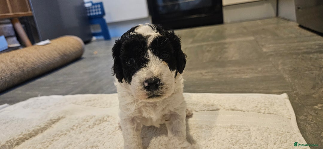 Cavapoo dogs for sale: My Beautiful  girl has had her 1st and only litter - Image 3
