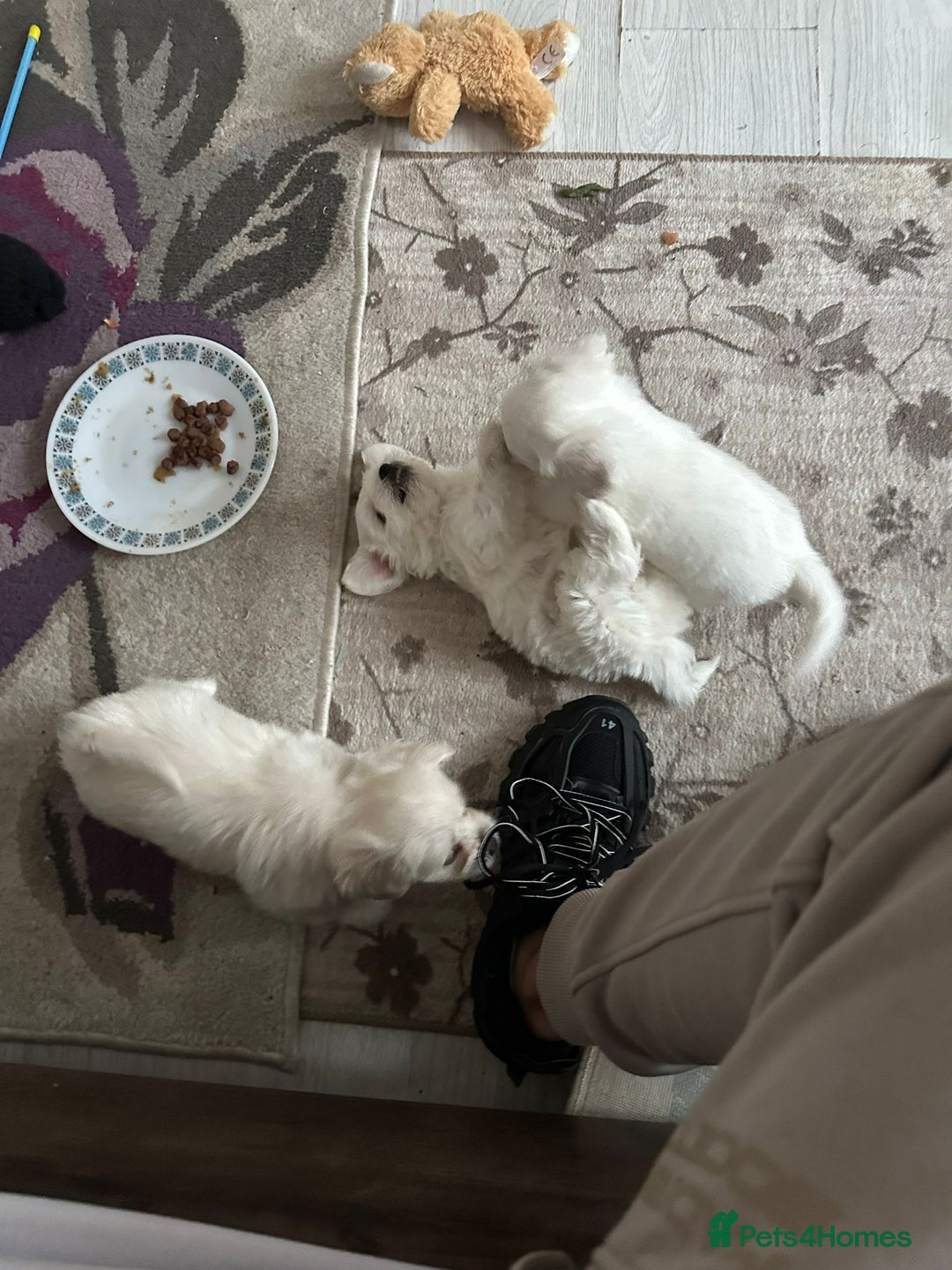 Bichon Frise dogs for sale: Bichon - Image 5