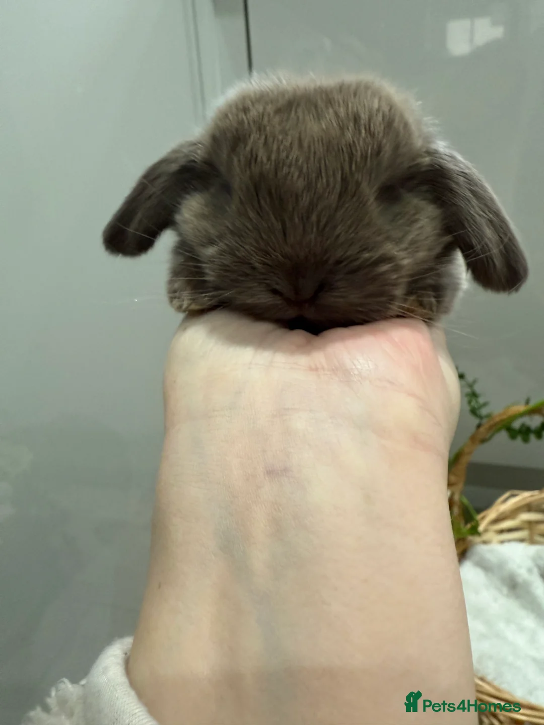 Mini Lop rabbits for sale: Beautiful mini lops available to reserve  - Advert 7