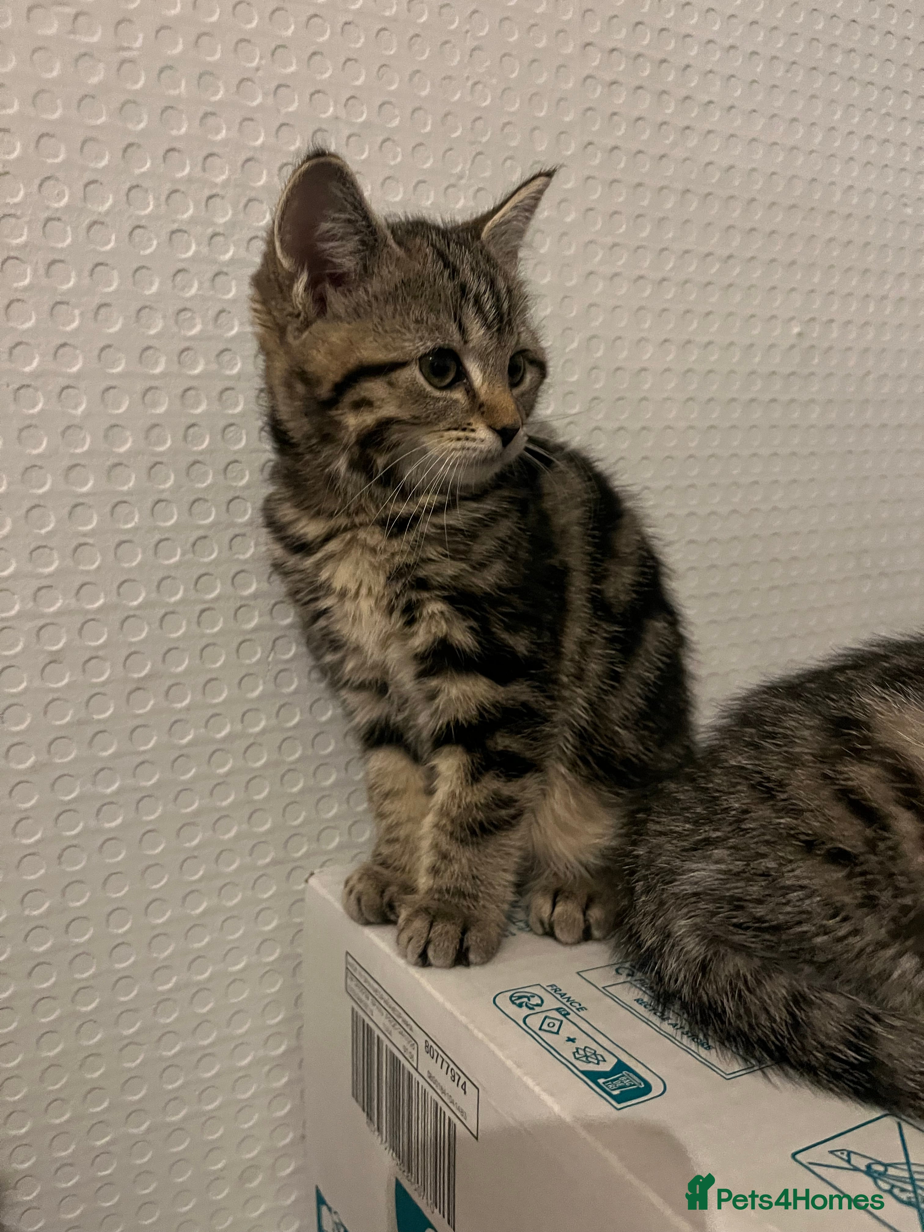 Mixed Breed cats Beautiful kittens  - Advert 11