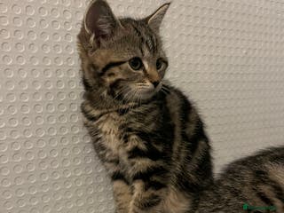 Mixed Breed cats Beautiful kittens - Advert 3