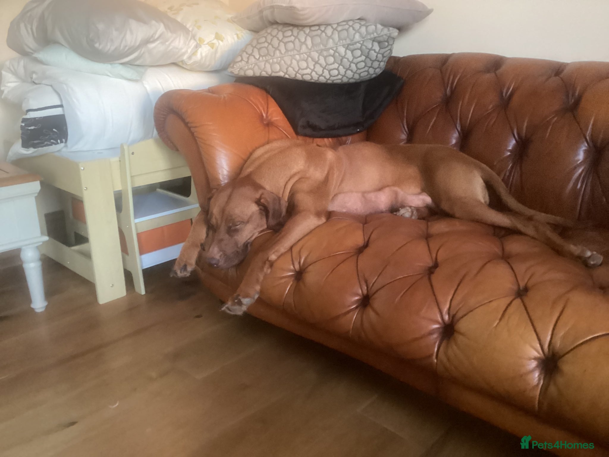 Rhodesian Ridgeback dogs for sale: Stunning litter of KC Rhodesian Ridgeback puppies in Ramsgate - Advert 3
