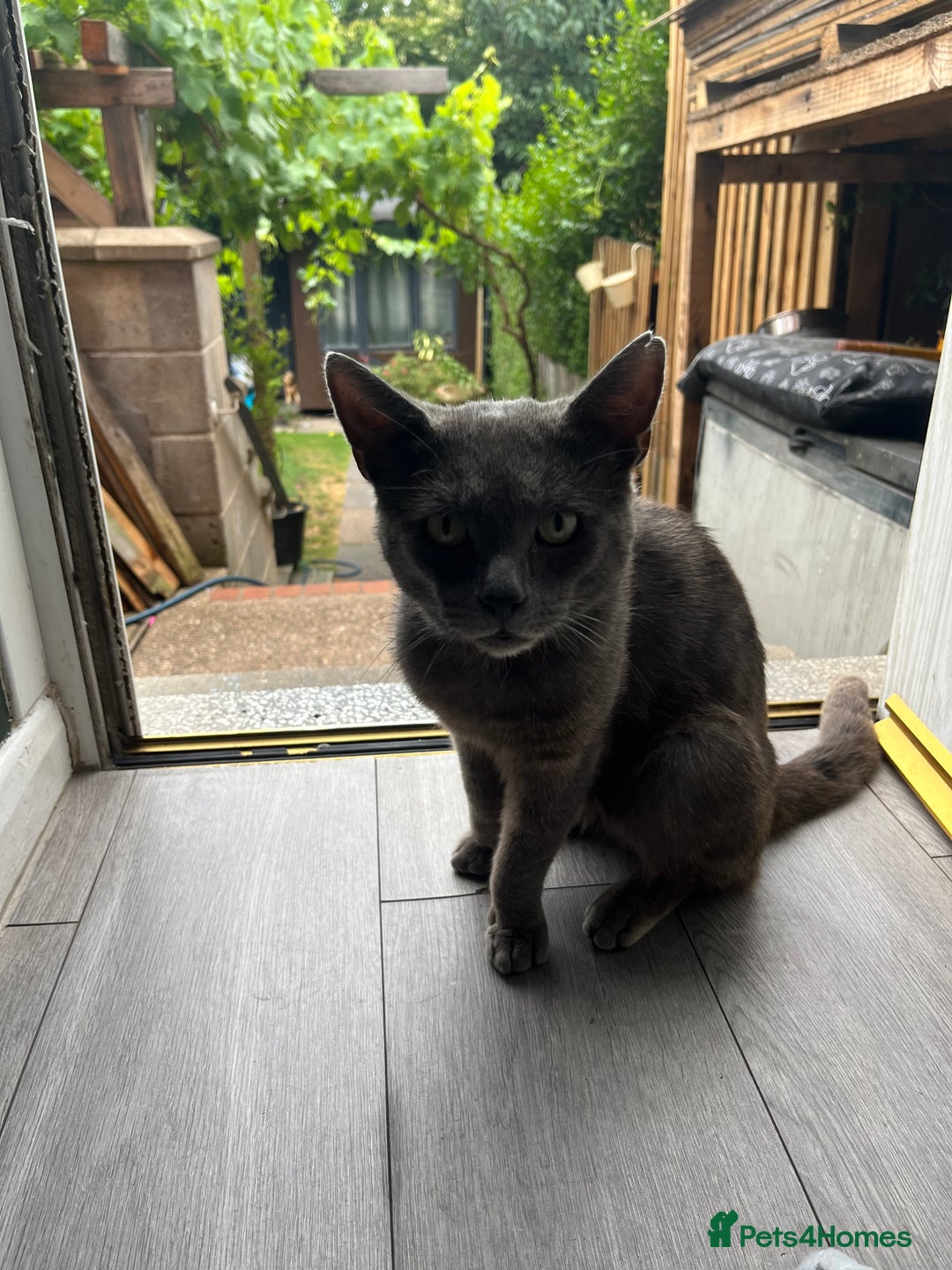 Russian Blue cats for sale: Kitties - Image 2