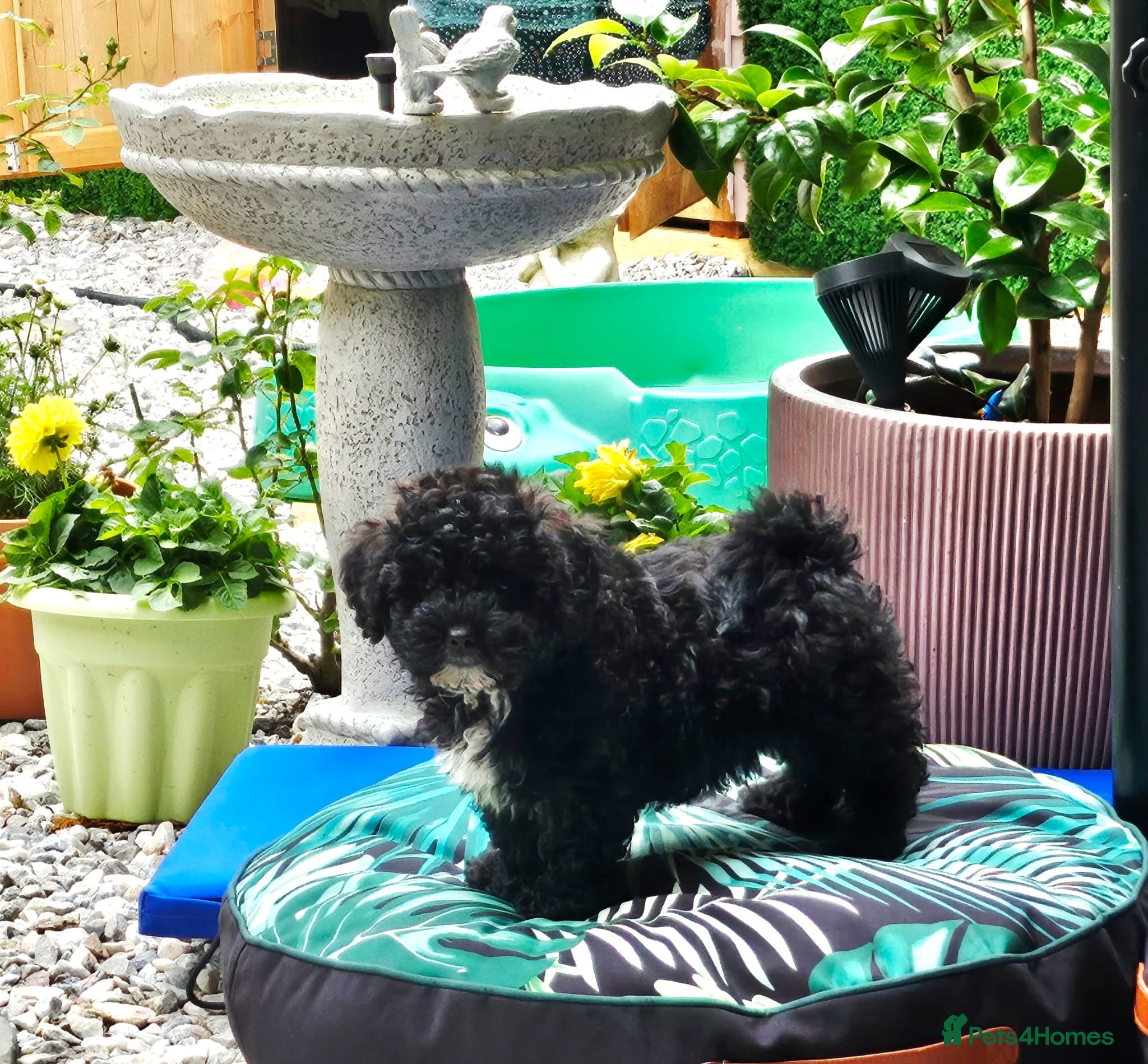 Shihpoo dogs ❤️2 Beautiful Shihpoo Boys 🐶 ❤️ - Advert 3