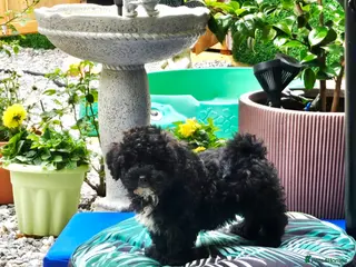 Shihpoo dogs ❤️2 Beautiful Shihpoo Boys 🐶 ❤️ - Advert 3