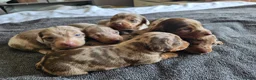 Dachshund dogs for sale: Dashund - Advert 7