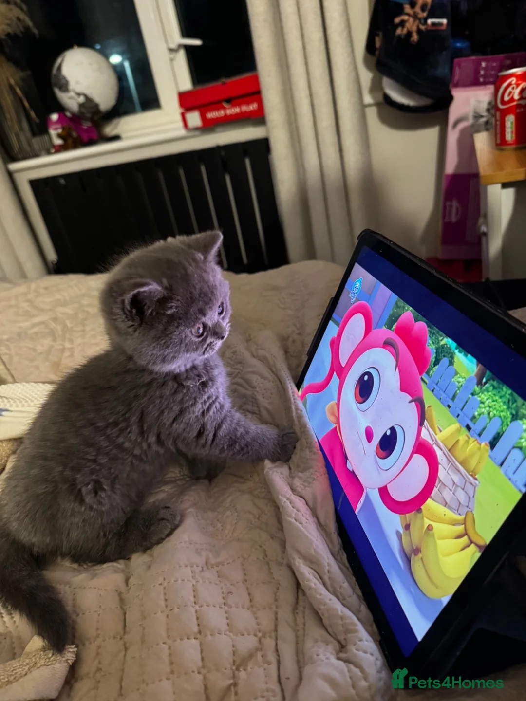 British Shorthair cats for sale: Stunning full breed British shorthaired kittens  - Advert 10