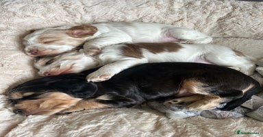 Cocker Spaniel dogs - Advert 16