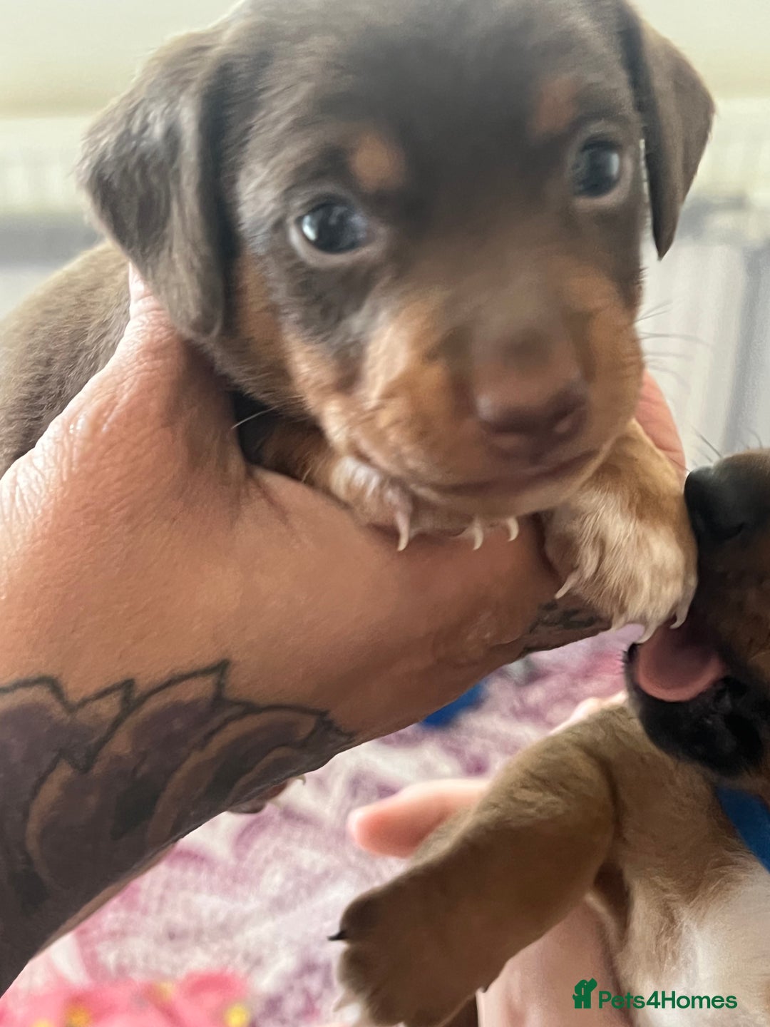 Miniature Dachshund dogs for sale: Dachshund x Jack Russell puppies (Jackshund) - Image 14