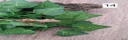 Gecko reptiles for sale: Crested geckos - Advert 27