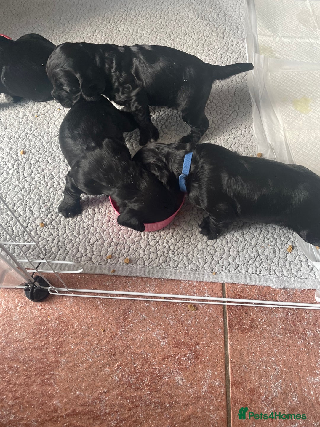 Cocker Spaniel dogs for sale: Working cocker spaniel  - Image 8