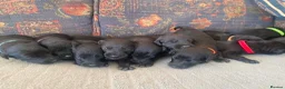 Mixed Breed dogs for sale: Bedlington x Whippet puppies - Advert 11