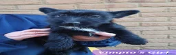 Mixed Breed dogs for sale: 3 Beautiful Jack Russell Cross Pups - Advert 7