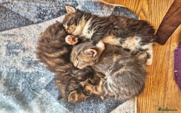 Maine Coon cats for sale: Maine Coon kittens  - Image 3