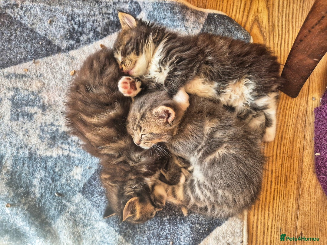 Maine Coon cats for sale: Maine Coon kittens  - Image 3