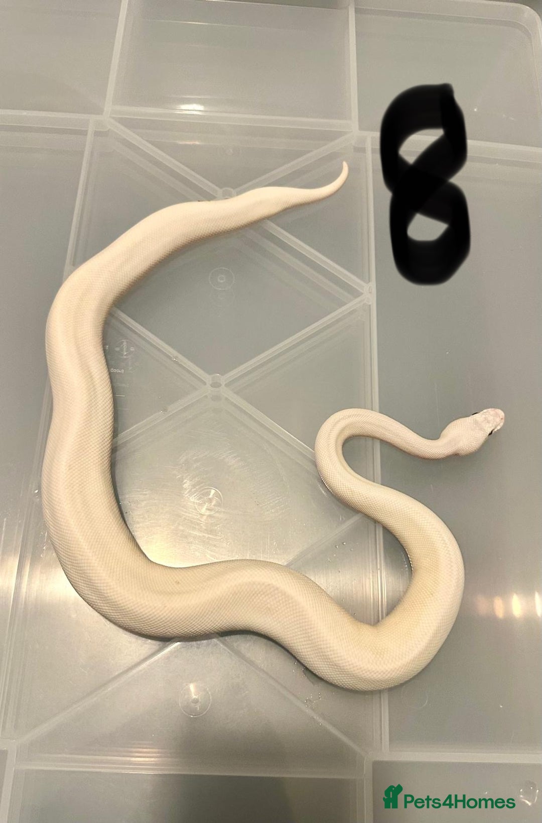 Python Snake reptiles for sale: Collection of ball pythons  - Advert 8