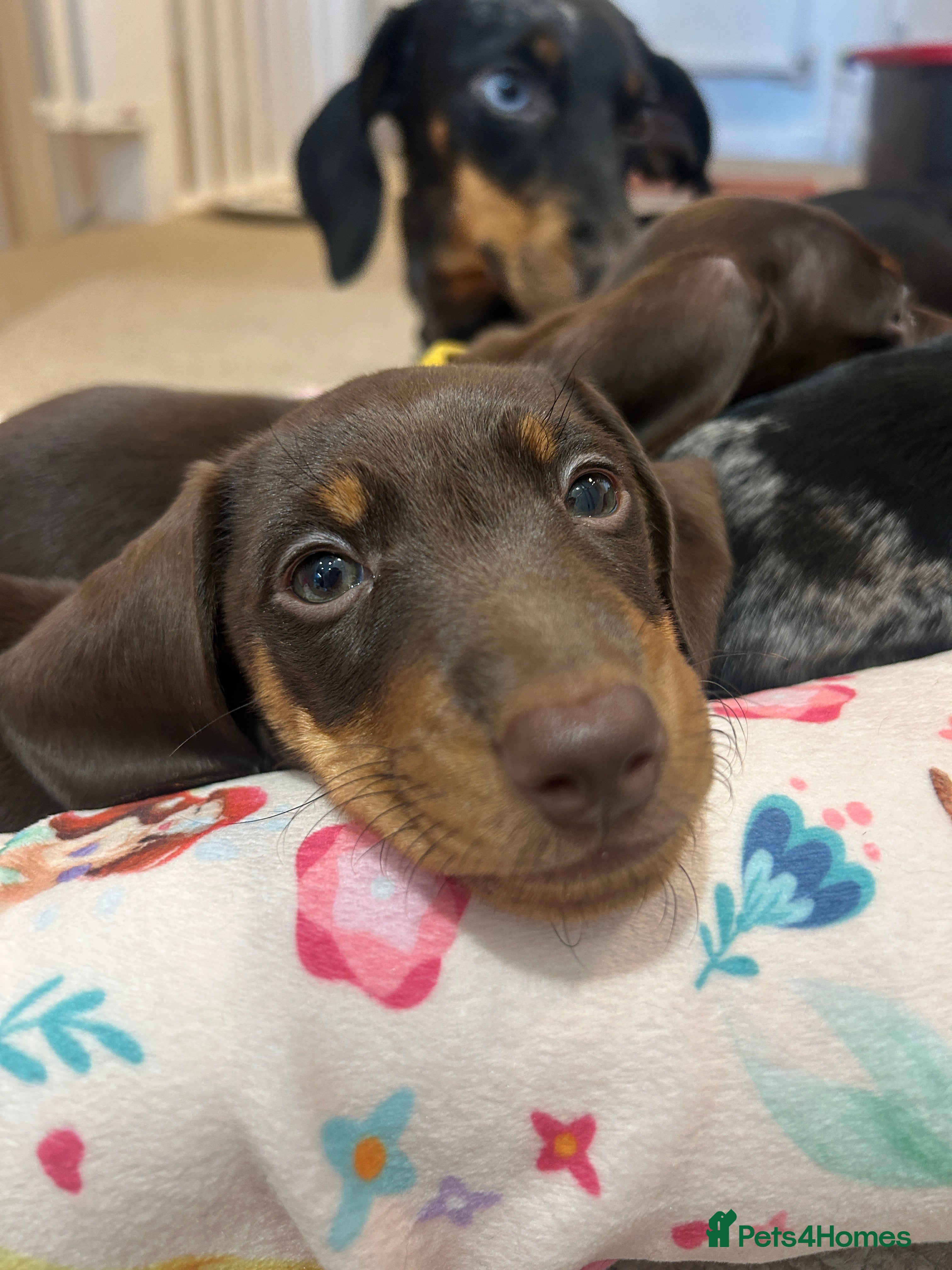 Miniature Dachshund dogs Chocolate and Tan KC Boy mini dachshund  - Advert 1