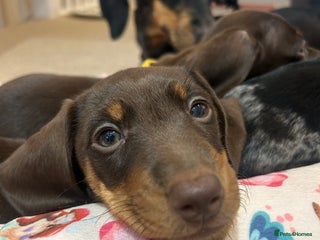 Miniature Dachshund dogs Chocolate and Tan KC Boy mini dachshund - Advert 1