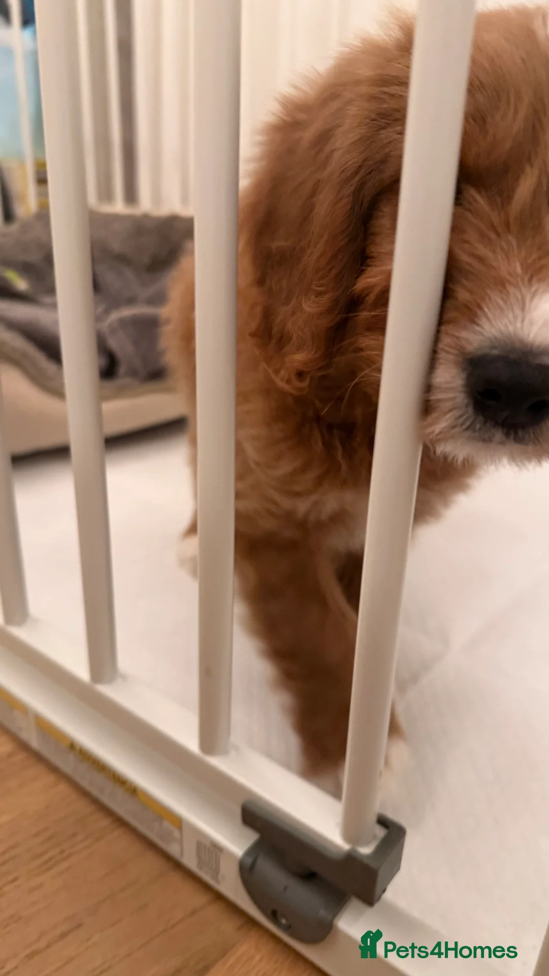 Cockapoo dogs for sale: 1 Cockapoo female puppy to sell - Advert 8