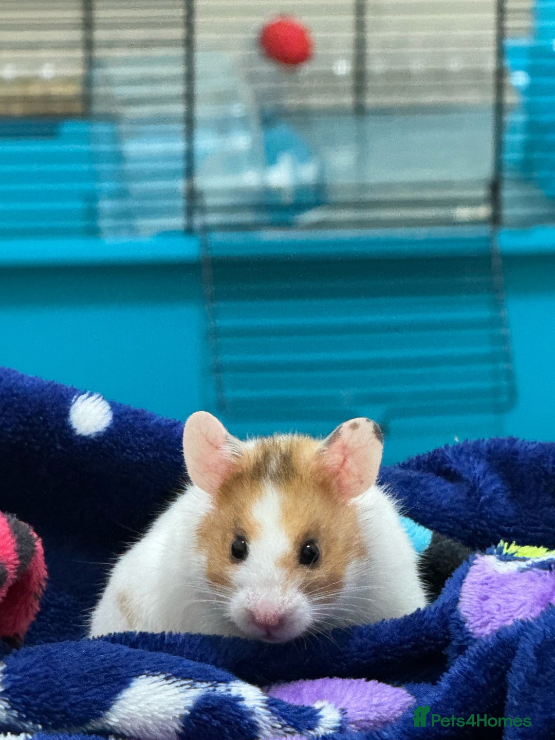 Hamster rodents for sale: Syrian hamster for sale  in Derby - Image 1