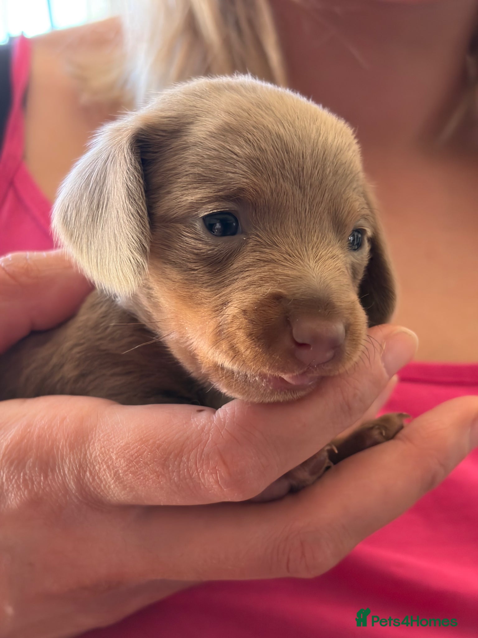 Miniature Dachshund dogs Smooth Haired Mini Dachshund Pups - Advert 3
