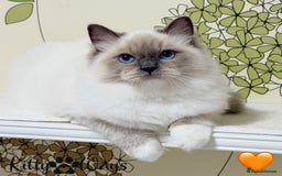 Ragdoll cats for sale: 🐾🩷*TICA REG* EU RAGDOLL KITTENS🌟 DNA CLEAR 🩵🐾 - Image 4