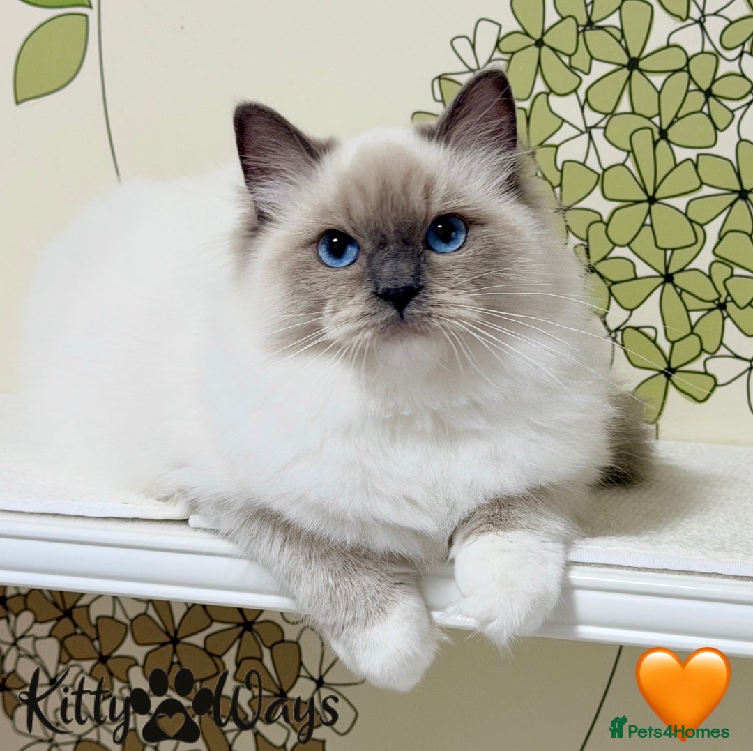 Ragdoll cats for sale: 🐾🩷*TICA REG* EU RAGDOLL KITTENS🌟 DNA CLEAR 🩵🐾 - Image 4
