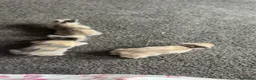 Lionhead rabbits for sale: Lions head ready to reserve  - Advert 1