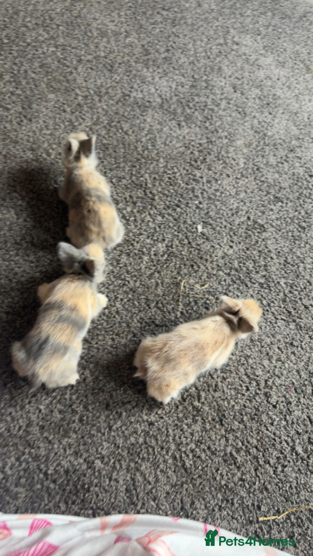 Lionhead rabbits for sale: Lions head ready to reserve  - Advert 1