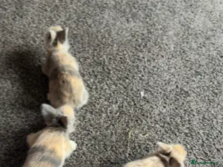 Lionhead rabbits Lions head ready to reserve - Advert 6