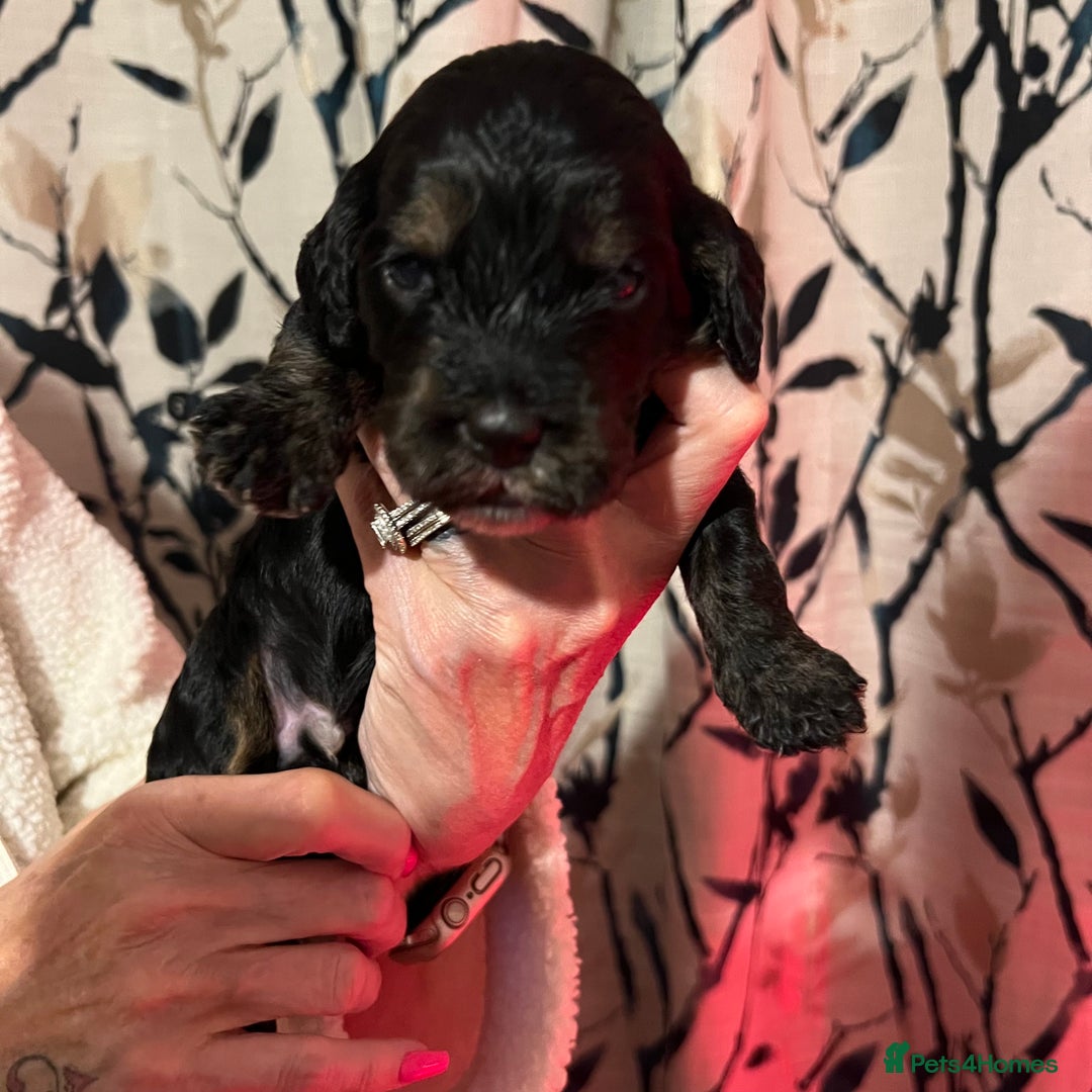 Cockapoo dogs for sale: F1b Cockerpoo puppies. - Image 23