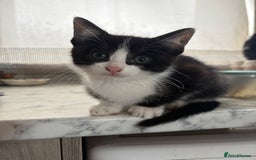 Mixed Breed cats for sale: Mixed kittens  - Image 13