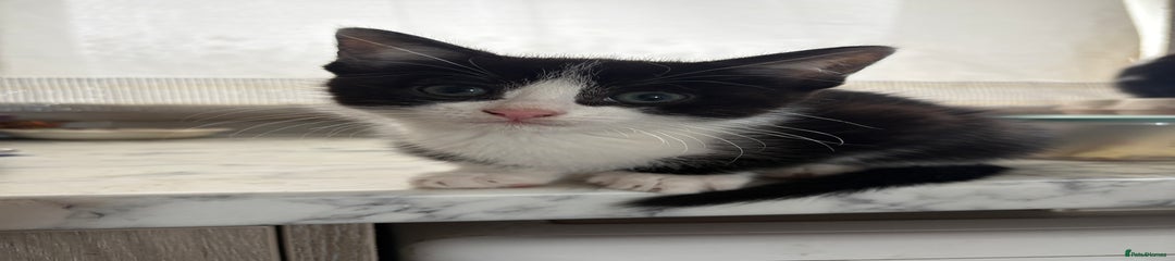 Mixed Breed Kitten 3