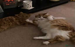 British Longhair cats for sale: Two adult cats who need rehoming together - Image 4