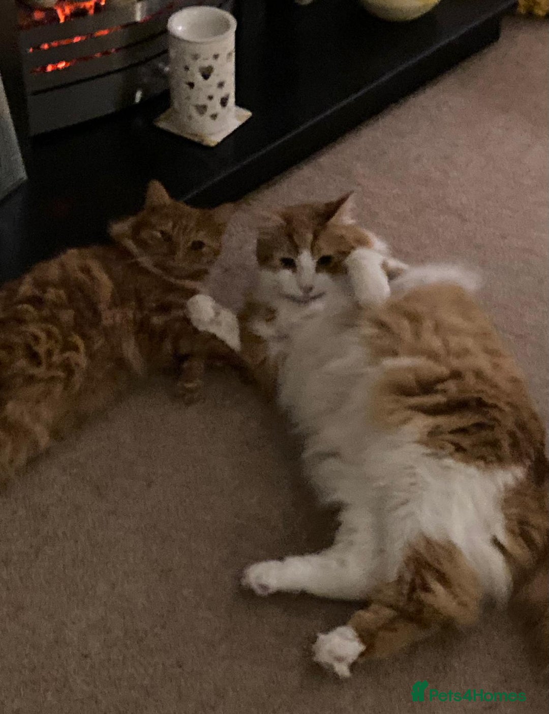 British Longhair cats for sale: Two adult cats who need rehoming together - Image 4