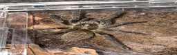 Spiders invertebrates for sale:  Tarantulas Available in Oldham - Advert 4