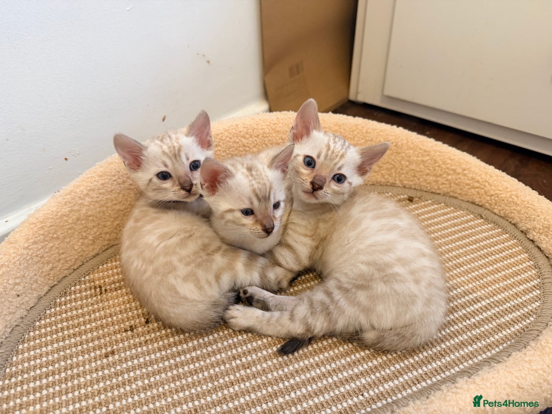Bengal cats for sale: PURE BRED SNOW LYNX kittens 🐱 - Advert 9