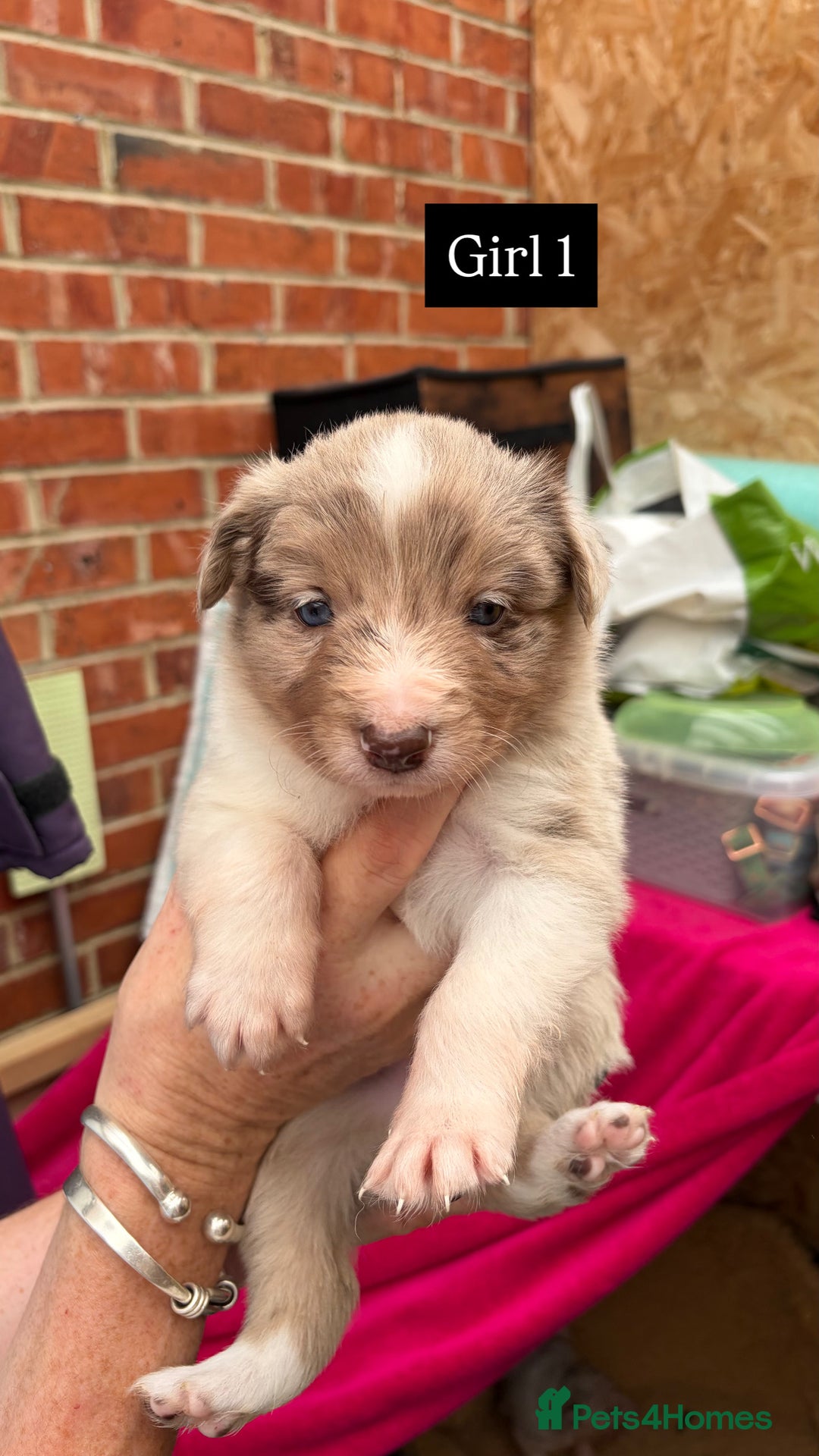Border Collie dogs for sale: 6.5 weeks old collie puppies for sale  - Image 5