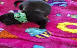 Mixed Breed dogs for sale: Mixed breed puppies for sale  - Advert 13