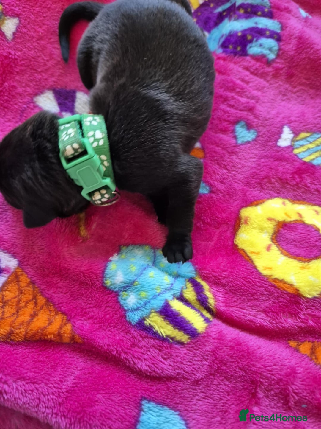 Mixed Breed dogs for sale: Mixed breed puppies for sale  - Advert 13