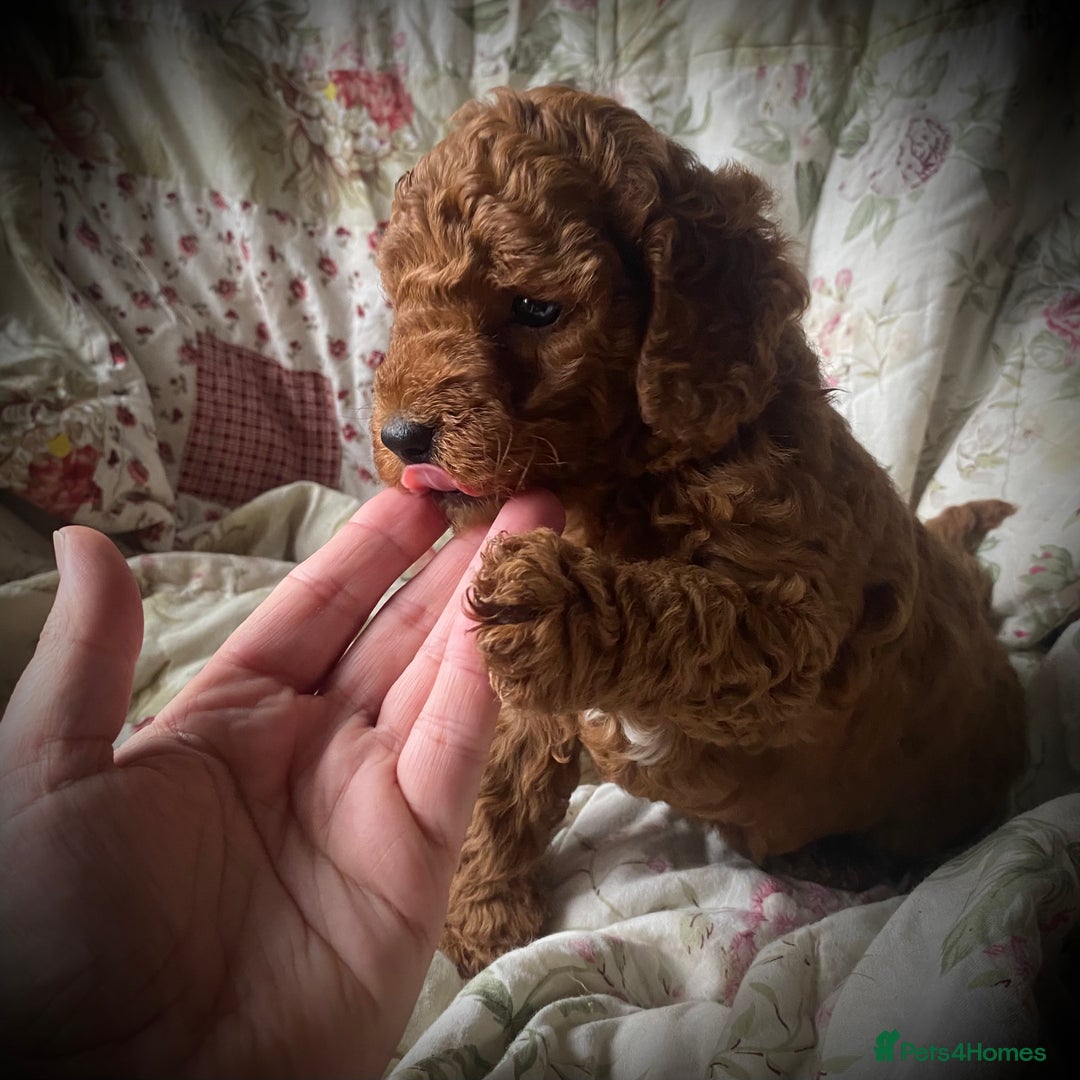 Cockapoo dogs for sale: Fabulous F1b Fox Red Cockapoo Health Cleared - Image 38