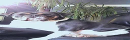 Olde English Bulldogge dogs for stud: Stud services .. - Advert 5