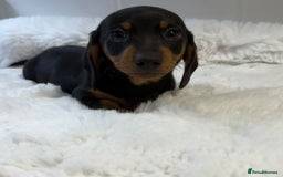 Miniature Dachshund dogs for sale: 2 stunning miniature dachshund puppy’s  - Image 9